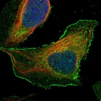 Immunofluorescent staining of human cell line U-2 OS shows localization to plasma membrane.