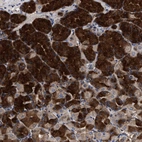 Anti-C9orf135 Antibody