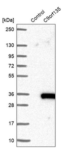 Anti-C9orf135 Antibody