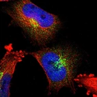 Immunofluorescent staining of human cell line U-251 MG shows localization to the Golgi apparatus & vesicles.