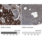 Anti-NQO2 Antibody