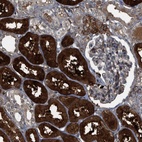 Immunohistochemical staining of human kidney shows high expression.