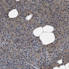 Immunohistochemical staining of human pancreas shows low expression as expected.