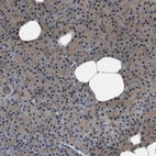 Immunohistochemical staining of human pancreas shows low expression as expected.