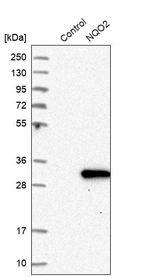 Western blot analysis in control (vector only transfected HEK293T lysate) and NQO2 over-expression lysate (Co-expressed with a C-terminal myc-DDK tag (~3.1 kDa) in mammalian HEK293T cells, LY424463).