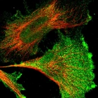 Immunofluorescent staining of human cell line U-251 MG shows localization to nucleoplasm, plasma membrane & cytosol.