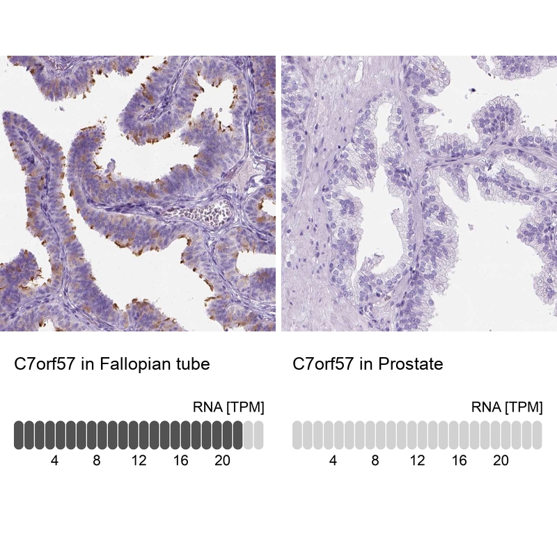 Anti-C7orf57 Antibody