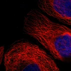 Immunofluorescent staining of human cell line A-431 shows localization to cytosol & mitochondria.