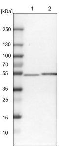 Lane 1: NIH-3T3 cell lysate (Mouse embryonic fibroblast cells)_br/_Lane 2: NBT-II cell lysate (Rat Wistar bladder tumour cells)
