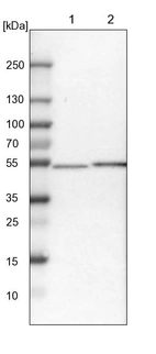 Lane 1: NIH-3T3 cell lysate (Mouse embryonic fibroblast cells)_br/_Lane 2: NBT-II cell lysate (Rat Wistar bladder tumour cells)