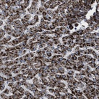 Immunohistochemical staining of human liver shows high expression.