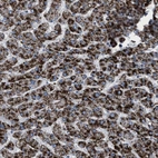 Immunohistochemical staining of human liver shows high expression.