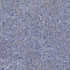 Immunohistochemical staining of human pancreas shows low expression as expected.