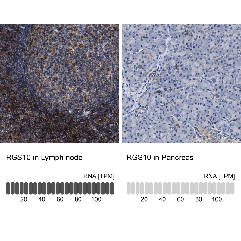 Anti-RGS10 Antibody