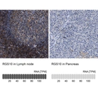Anti-RGS10 Antibody