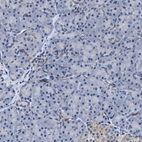 Immunohistochemical staining of human pancreas shows low expression as expected.
