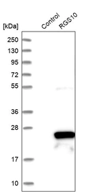 Western blot analysis in control (vector only transfected HEK293T lysate) and RGS10 over-expression lysate (Co-expressed with a C-terminal myc-DDK tag (~3.1 kDa) in mammalian HEK293T cells, LY419006).