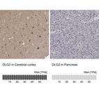 Anti-DLG2 Antibody