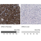 Anti-CPA2 Antibody