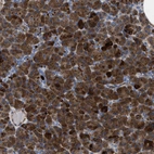 Immunohistochemical staining of human pancreas shows strong cytoplasmic positivity in exocrine glandular cells.
