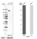 Western blot analysis in human cell lines A-431 and MCF-7 using Anti-SAMD9 antibody. Corresponding SAMD9 RNA-seq data are presented for the same cell lines. Loading control: Anti-PPIB.