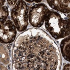 Immunohistochemical staining of human kidney using Anti-GCC1 antibody HPA021323.