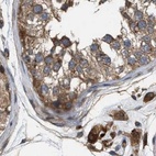 Immunohistochemical staining of human testis using Anti-GCC1 antibody HPA021323.