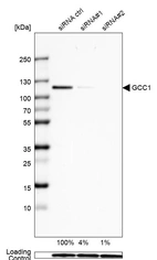 Western blot analysis in U-138MG cells transfected with control siRNA, target specific siRNA probe #1 and #2, using Anti-GCC1 antibody. Remaining relative intensity is presented. Loading control: Anti-GAPDH.