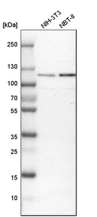 Western blot analysis in mouse cell line NIH-3T3 and rat cell line NBT-II.