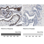 Anti-PEG10 Antibody