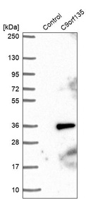 Anti-C9orf135 Antibody