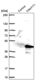 Western blot analysis in control (vector only transfected HEK293T lysate) and C9orf171 over-expression lysate (Co-expressed with a C-terminal myc-DDK tag (~3.1 kDa) in mammalian HEK293T cells, LY404021).