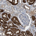 Immunohistochemical staining of human kidney shows strong cytoplasmic positivity in cells in tubules.