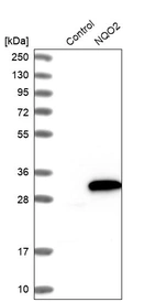 Western blot analysis in control (vector only transfected HEK293T lysate) and NQO2 over-expression lysate (Co-expressed with a C-terminal myc-DDK tag (~3.1 kDa) in mammalian HEK293T cells, LY424463).