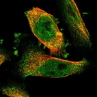 Immunofluorescent staining of human cell line U-251 MG shows localization to nucleoplasm & cytosol.