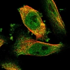 Immunofluorescent staining of human cell line U-251 MG shows localization to nucleoplasm & cytosol.