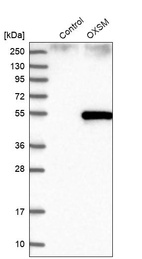 Western blot analysis in control (vector only transfected HEK293T lysate) and OXSM over-expression lysate (Co-expressed with a C-terminal myc-DDK tag (~3.1 kDa) in mammalian HEK293T cells, LY413479).