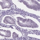 Immunohistochemical staining of human endometrium shows no positivity in glandular cells as expected.