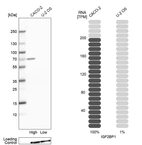 Western blot analysis in human cell line CACO-2 and human cell line U-2 OS.