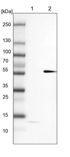 Lane 1: NIH-3T3 cell lysate (Mouse embryonic fibroblast cells)_br/_Lane 2: NBT-II cell lysate (Rat Wistar bladder tumour cells)