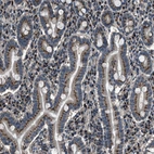 Immunohistochemical staining of human duodenum shows strong granular cytoplasmic positivity in glandular cells.