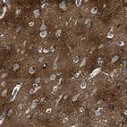 Immunohistochemical staining of human cerebral cortex shows strong positivity in neuropil.