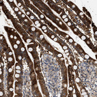 Immunohistochemical staining of human Small intestine shows strong granular cytoplasmic positivity in glandular cells.