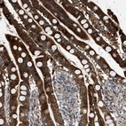 Immunohistochemical staining of human Small intestine shows strong granular cytoplasmic positivity in glandular cells.