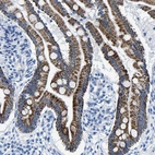 Immunohistochemical staining of human small intestine shows strong granular cytoplasmic positivity in glandular cells.