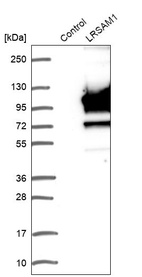 Anti-LRSAM1 Antibody