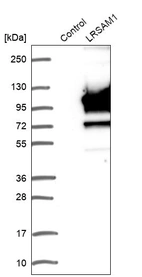 Western blot analysis in control (vector only transfected HEK293T lysate) and LRSAM1 over-expression lysate (Co-expressed with a C-terminal myc-DDK tag (~3.1 kDa) in mammalian HEK293T cells, LY408632).