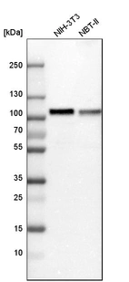 Western blot analysis in mouse cell line NIH-3T3 and rat cell line NBT-II.
