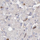 Immunohistochemical staining of human liver using Anti-SPECC1 antibody HPA021421.
