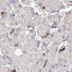 Immunohistochemical staining of human liver using Anti-SPECC1 antibody HPA021421.